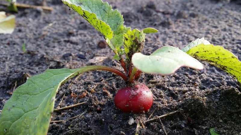 Local Gardening Groups