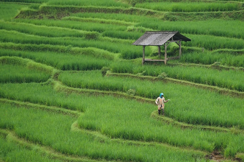 Urban Farming Initiatives